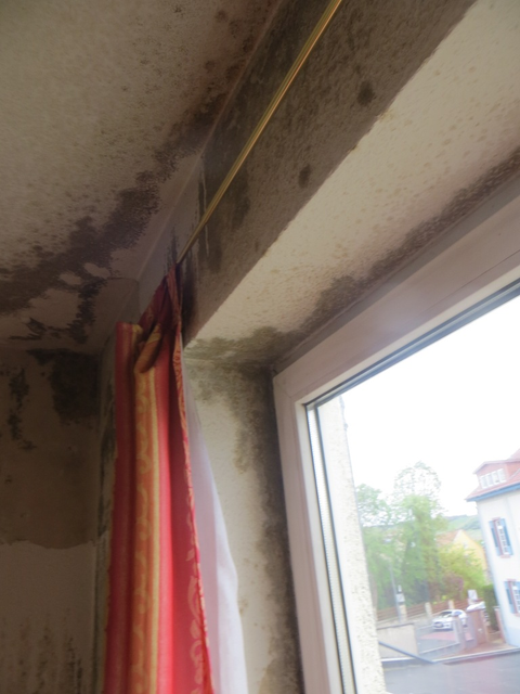 image-schimmel-05-480x640-47