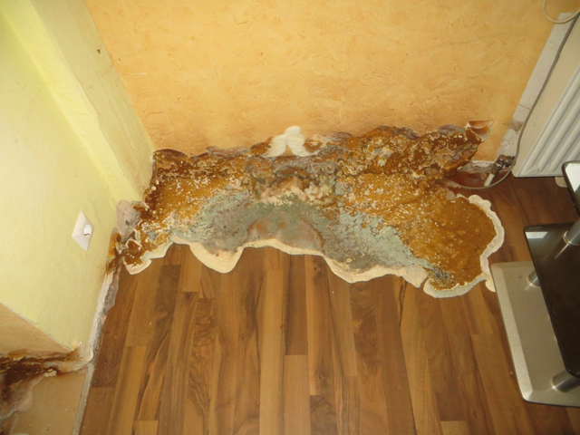 image-schimmel-08-640x480-87
